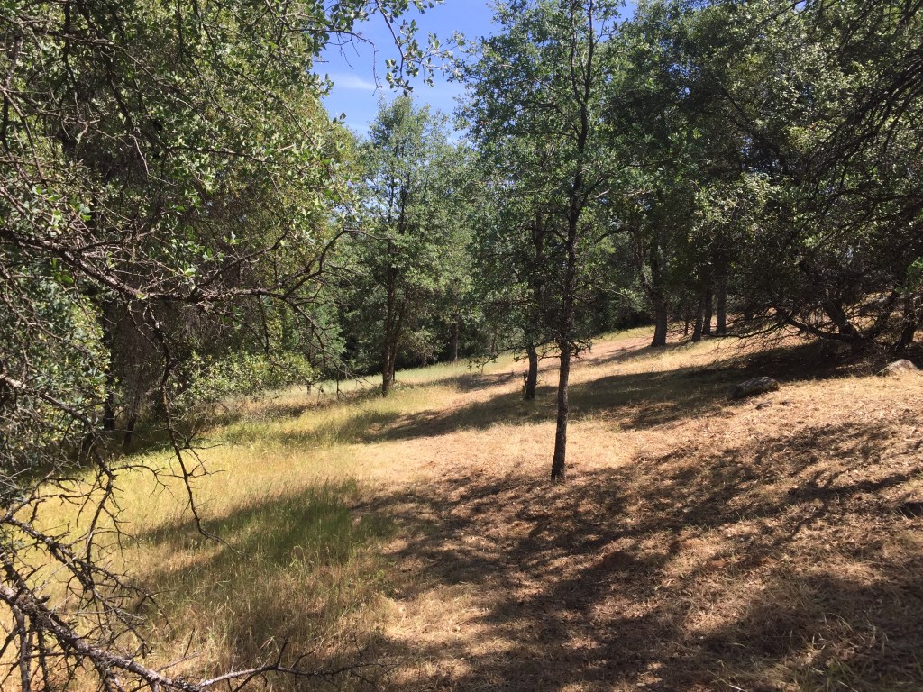 Goat rental herds help with fuel reduction, weed removal and vegetation management. Rent a goat herd and your land will be more sustainable for the future!