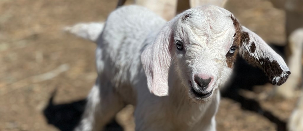 We serve Tuolumne and Calaveras county, our goats love eating your vegetation, weeds, poison oak, blackberries and brush. This little cute baby goat wants a job!