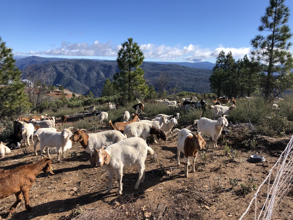 goats grazing in Muphys CA. We also graze all of Tuolumne and Calaveras county. Goats are excellent for managing vegetation and keeping properties fire safe. Defensible space is an important factor for all developed properties in Tuolumne and Calaveras Counties